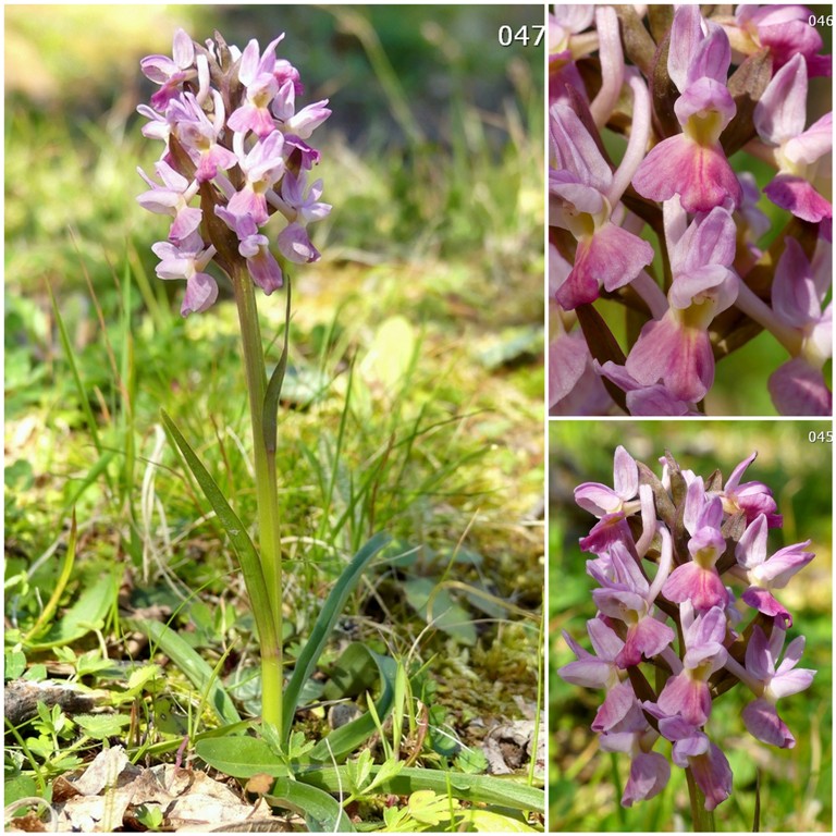 Dactylorhiza romana in una splendida variabilit - provincia di Caserta marzo 2019